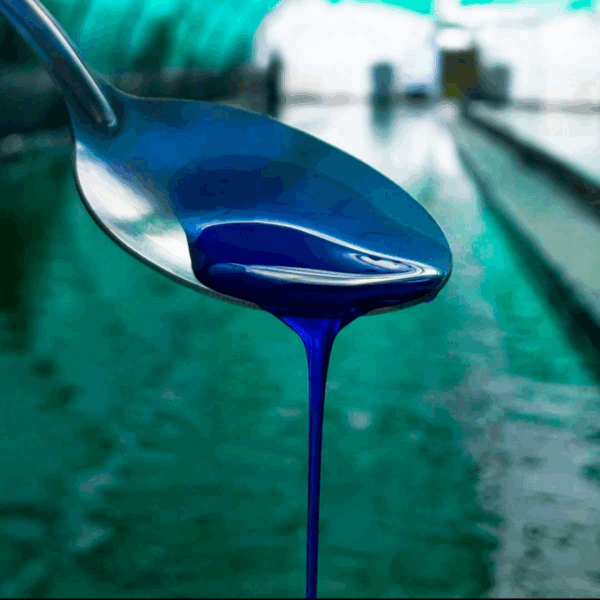 Cuillère de phycocyanine liquide bio d’un bleu intense, sous serre de production fermière Etika Spirulina