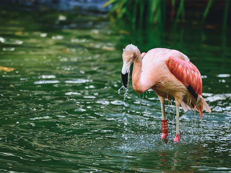 Flamant Rose dans un lac de spiruline