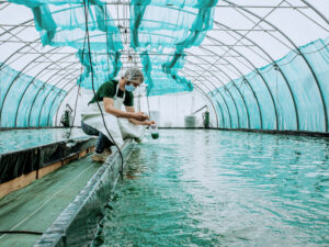 Bassin de spiruline