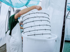 Etika-Spirulina_Photo-Part1_Serre- (46)