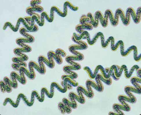 spiruline-vue-microscope