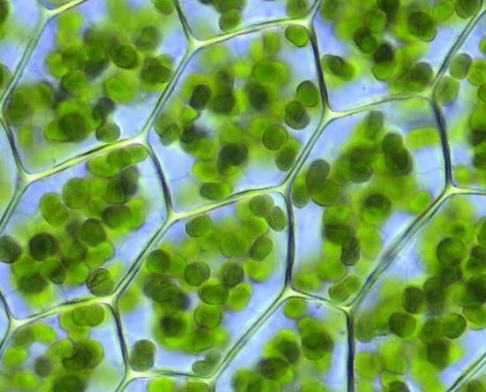 Chlorelle-microscope