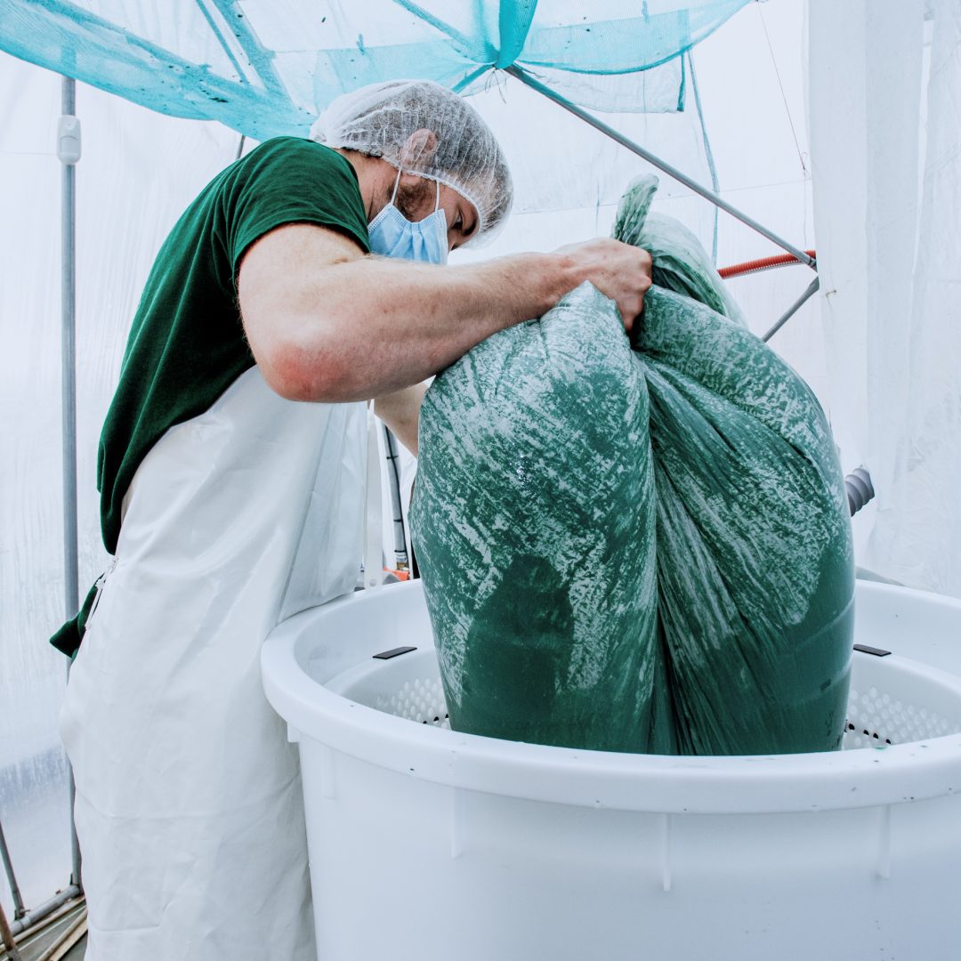 Etika-Spirulina_Photo-Part1_Serre- (45)